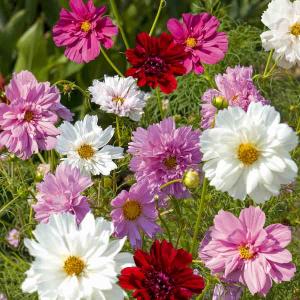 Cosmos Double Click Varié